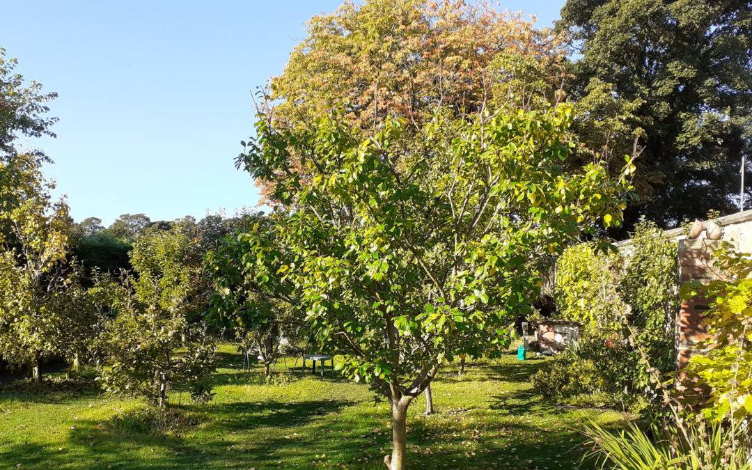 jesmond community orchard