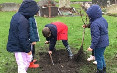 Planting new trees in the cemetery