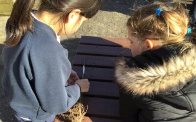 Grafting – in spite of cold and Covid!