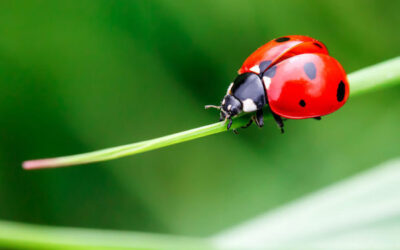 Ladybird Survey 2021