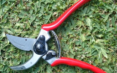 Pruning and grafting courses – coming soon