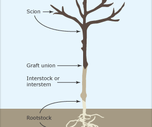 Grafting course – 5 March, Holy Name Church Hall