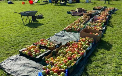 Apple Day in Jesmond – and elsewhere!