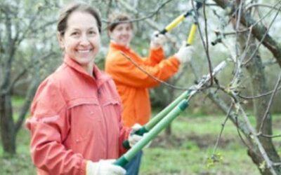 Learn to winter prune fruit trees