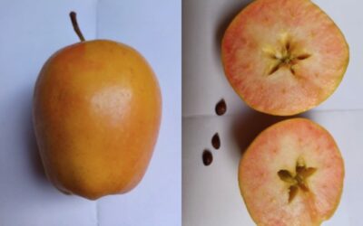 Apple Identification Course 27 September