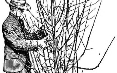 Winter pruning session, 14 February 2026